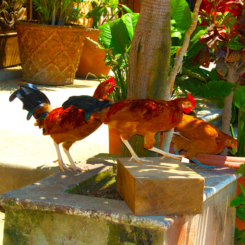 Featured image for “Calle San Salvador: A Working Girl”